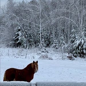 Meet your Posher, Annie